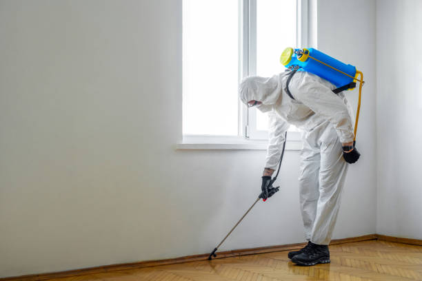 Best Flea Control Services  in Clintwood, VA