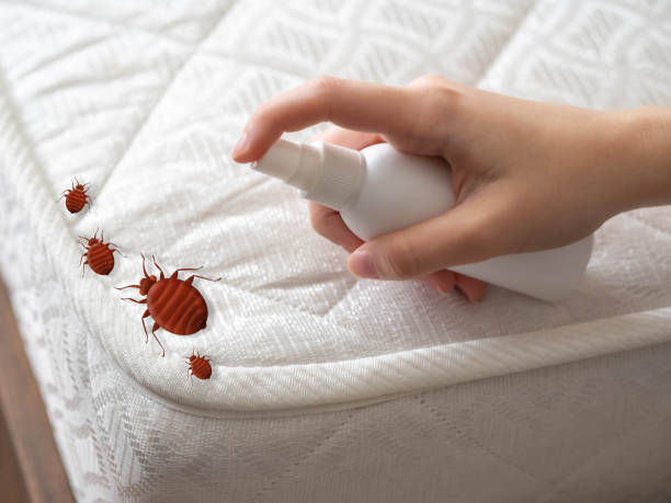 Trusted Clintwood, VA Pest Control Experts