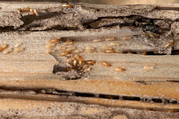 Best Residential Pest Control  in Clintwood, VA