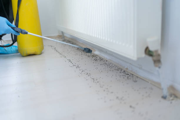 Best Bed Bug Extermination  in Clintwood, VA